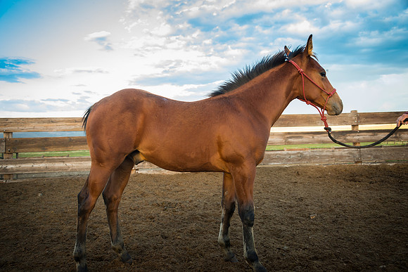 Ranch Memories Photography
