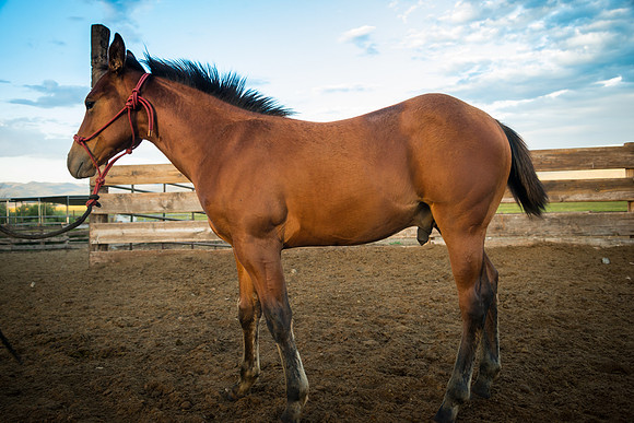 Ranch Memories Photography