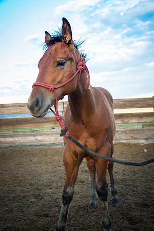 Ranch Memories Photography