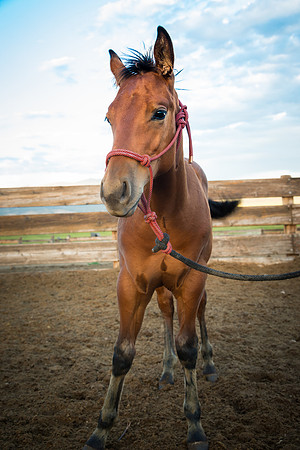 Ranch Memories Photography